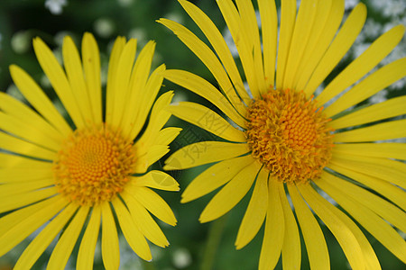 超ron积植物群花园园艺黄色晴天美丽公园花朵太阳植物背景图片