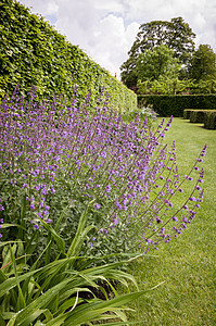 英国乡村花园花园晴天园艺灌木花瓣绿化美化太阳园林植物图片