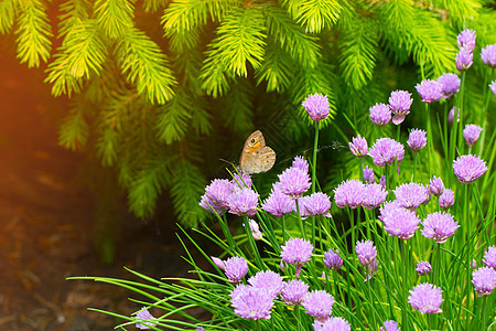 紫花上的蝴蝶花园翅膀鳞翅目场地漏洞季节紫色白色花瓣昆虫图片