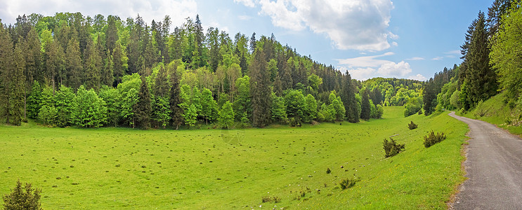 森林全貌 有道路/道路-德国温塔尔河谷图片