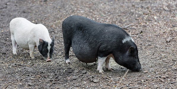 越南猪被吃草了宠物鼻子农业白色食物皮肤地面动物家畜哺乳动物图片