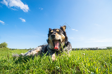 有趣的狗斗牛犬动物伴侣情感犬类头发姿势猫科动物哺乳动物宠物图片