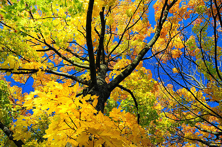 树树冠叶子公园森林绿色季节性树叶蓝色天空阳光橙子图片
