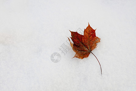 雪和叶背景图片