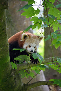 红熊猫在福塔野生动物公园的树上背景图片