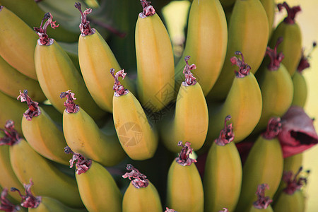 Ripe Ripe 热带香蕉背景图片