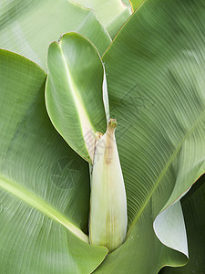 矮人种的香蕉生长绿色水果种植园植物群叶子植物农业食物热带图片