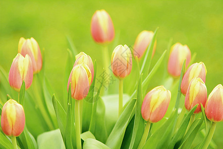 一堆郁金香花束花园植物群粉色花瓣黄色绿色粉色的高清图片素材