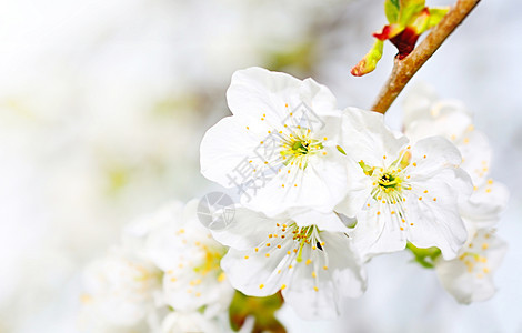 樱花开花植物群宏观叶子白色季节生长花瓣绿色植物植物学图片