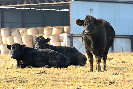 黑牛黑色哺乳动物乡村家畜场地团体国家牛肉绿色奶制品图片
