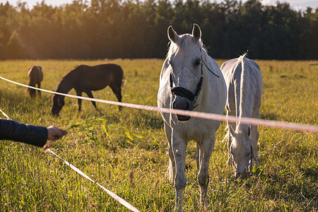 女孩喂几匹白马 在棚子里吃草太阳活力跑步场地螺柱阉马天空蓝色空地团体背景