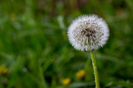 花层种子杂草绿色植物图片