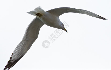 美丽的孤立的飞行海鸥照片黄色航班天空黑色翅膀乐趣灰色白色图片