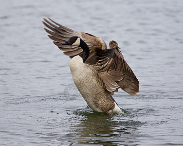 孤立的景象 加拿大鹅摇动着翅膀图片