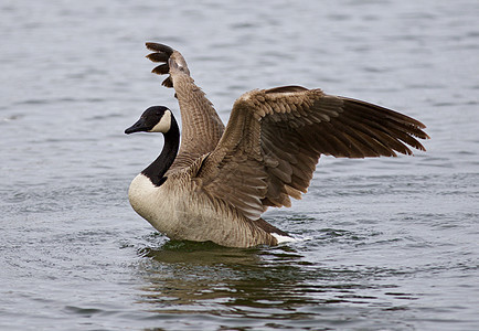美美的加拿大鹅与翅膀的紧贴图片