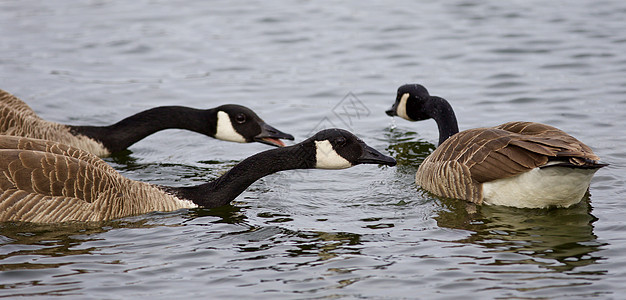 美丽的背景和三只游泳的加拿大雁群图片