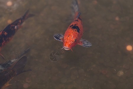 科伊鱼池塘鲤鱼锦鲤池三色花园图片