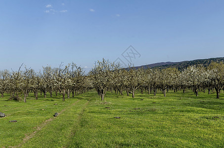 春时盛开樱桃果园花瓣种植动物花园水果地球天空农业白色树干图片