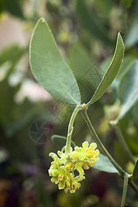 Jojoba (西蒙多西亚中国人)图片