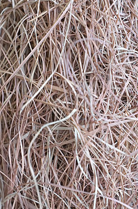 干稻草小麦农场植物干草大麦农业农田草地墙纸棕色图片