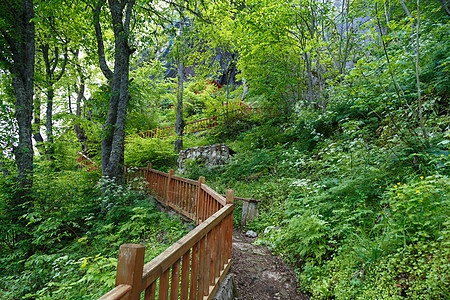 密集森林视图楼梯生态木头生物学石头自然公园衬套丛林公园草地图片