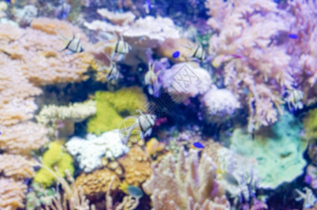 水族馆的重点分散背景野生动物盐水海洋热带情调旅行勘探假期天堂珊瑚图片