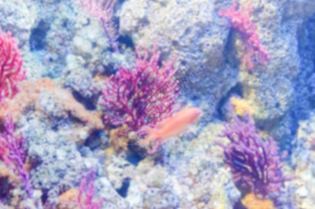 水族馆的重点分散背景野生动物假期天堂勘探珊瑚旅行浮潜老虎生活情调图片