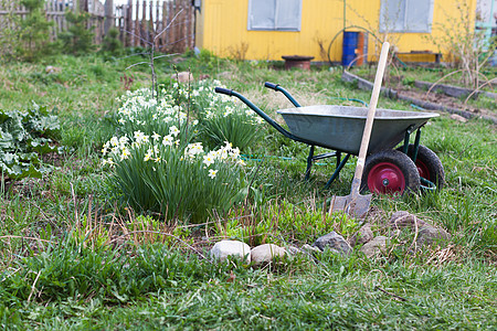 铲子和花园场地上的推车工作公园衬套男人植物时间生长花坛草地蔬菜图片