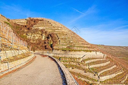 葡萄园视图旅游草地日落生长藤蔓栽培收成场地酒厂植物图片