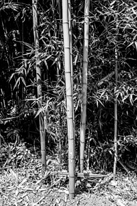 竹藤木头花园阳光文化栅栏树叶竹子脆弱性生活森林图片