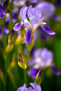 闪耀的虹膜泉花朵场地叶子公园蓝旗花园鸢尾花蓝色紫罗兰色团体背景图片