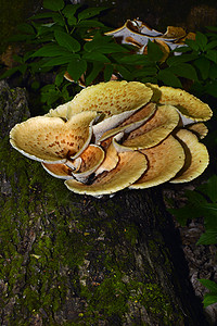 在树上生长的蘑菇多面体夸莫苏斯生物学公园食物木头荒野季节地面地球橙子糊状图片