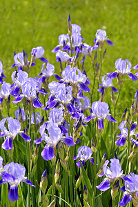 闪耀的虹膜泉植物花朵鸢尾花公园叶子蓝旗花瓣紫色场地阳光背景图片