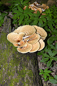 在树上生长的蘑菇多面体夸莫苏斯菌类地面生物学橙子团体荒野收成猪苓地球公园图片