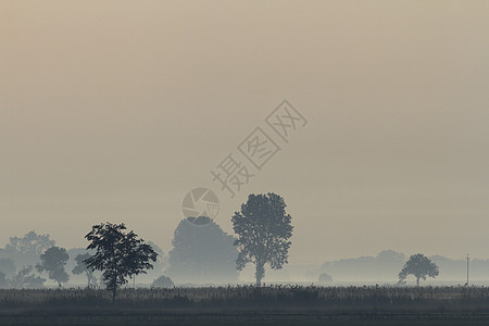 湖附近的雾植物树木天空阳光薄雾场景国家旅行风景场地图片