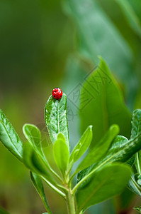 树叶上的迷彩虫生活美丽红色叶子绿色昆虫花园漏洞草地瓢虫图片