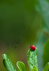 树叶上的迷彩虫甲虫昆虫花园野生动物植物宏观红色生活生长美丽图片