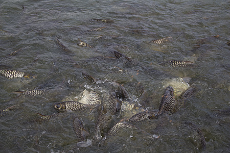 喂养鱼类倒钩尾巴眼睛白色食物农场鲤鱼淡水动物红色图片