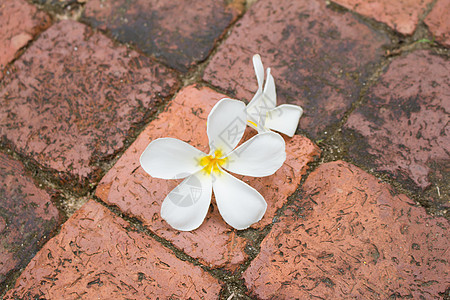 白佛朗吉巴尼花朵在地板上植物金子热带香水卡片情调公园花瓣香味花园图片