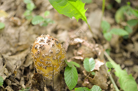 美味的阿曼妮塔鲁比森食物宏观生物生长季节菌盖烹饪腮红菌类森林图片