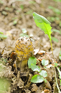 美味的阿曼妮塔鲁比森生物学菌类森林苔藓生物荒野腮红食物植物学生长图片