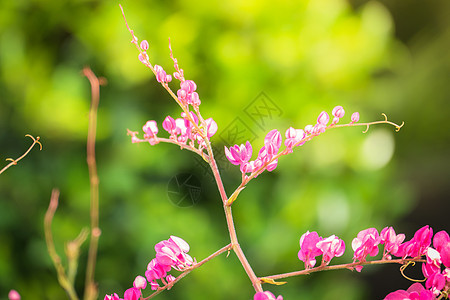 五颜六色的花的背景图片宏观植物季节植物学花束植物群紫色花瓣橙子礼物图片