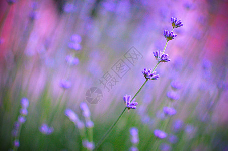 字段中新开的花粉视图晴天疗法紫丁香芳香国家草本植物太阳农业紫色花园图片