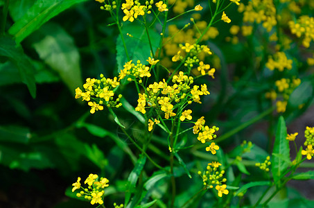 森林中美丽的黄色花朵植物学季节阳光花园叶子植物群植物生长环境晴天图片