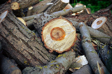 森林插画天然木质背景  切碎的木柴特写树干活力日志墙纸森林燃料木材环境圆圈资源背景
