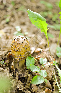 美味的阿曼妮塔鲁比森季节生物烹饪荒野生物学植物菌盖森林生长苔藓图片