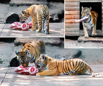 老虎和虎崽吃东西图片