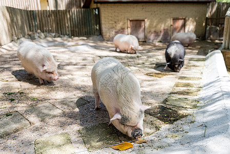 农猪配种猪肉婴儿稻草鼻子哺乳动物乡村食物动物家畜图片