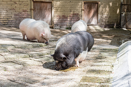 农猪团体粉色猪肉配种婴儿牛奶动物乡村干草农场图片