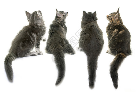 小猫尾巴工作室动物虎斑宠物团体灰色图片